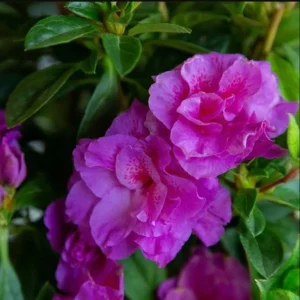 Purple Azalea Live Plant – Formosa Azalea Shrub, 6-8 Inch Tall, 3 Inch Pot - Image 7