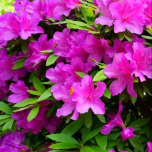 Purple Azalea Live Plant – Formosa Azalea Shrub, 6-8 Inch Tall, 3 Inch Pot - Image 8