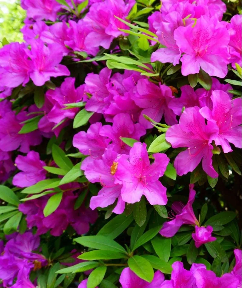 Purple Azalea Live Plant – Formosa Azalea Shrub, 6-8 Inch Tall, 3 Inch Pot - Image 8