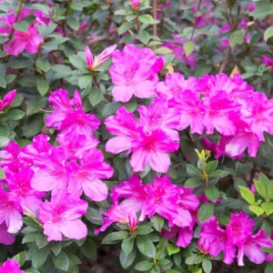 Purple Azalea Live Plant – Formosa Azalea Shrub, 6-8 Inch Tall, 3 Inch Pot - Image 9