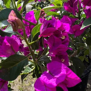 Purple Bougainvillea Live Plant – Bush – 1-2 ft Tall in 3 Gallon Pot – Outdoor - Image 3
