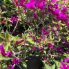 Purple Bougainvillea Live Plant – Bush – 1-2 ft Tall in 3 Gallon Pot – Outdoor - Image 1