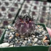 Purple Cactus Neochilenia Jussieui Live Plant, Rare Succulent, 3.5 inch Pot - Image 1