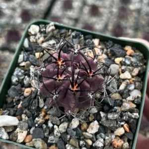Purple Cactus Neochilenia Jussieui Live Plant, Rare Succulent, 3.5 inch Pot - Image 3
