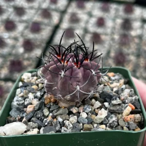 Purple Cactus Neochilenia Jussieui Live Plant, Rare Succulent, 3.5 inch Pot - Image 1