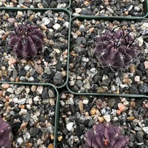 Purple Cactus Neochilenia Jussieui Live Plant, Rare Succulent, 3.5 inch Pot - Image 5