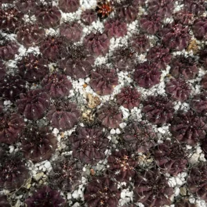 Purple Cactus Neochilenia Jussieui Live Plant, Rare Succulent, 3.5 inch Pot - Image 7