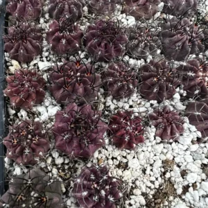 Purple Cactus Neochilenia Jussieui Live Plant, Rare Succulent, 3.5 inch Pot - Image 8