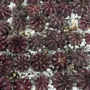 Purple Cactus Neochilenia Jussieui Live Plant, Rare Succulent, 3.5 inch Pot - Image 9
