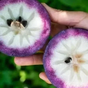 Purple Caimito Tree Live Plant – 5 Gallon Pot, 3 Feet Tall – Edible Fruit Tree - Image 3