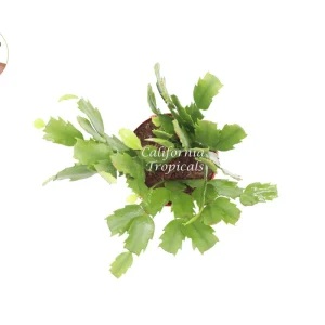 Purple Christmas Cactus Live Plant – 4 inch Potted Holiday Cactus – Indoor Flowering Succulent - Image 2