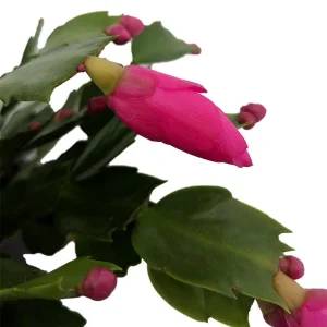 Purple Christmas Cactus Live Plant – Zygocactus – 4 inch Pot – Houseplant - Image 2