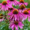 Purple Coneflower Kim's Knee High Bare Root - 50 Per Bundle - Outdoor Perennial - Image 1