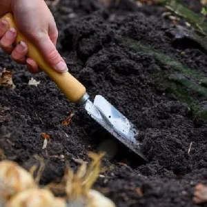 Purple Flag Triumph Tulip Bulbs - 7 Pack, 12/+ cm - Mid-Season Bloomer - Image 3