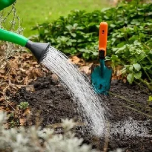 Purple Flag Triumph Tulip Bulbs - 7 Pack, 12/+ cm - Mid-Season Bloomer - Image 4