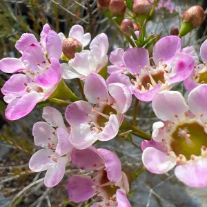 Purple Gem Waxflower Live Plant – 2-3ft Tall – 3 Gallon Pot – Outdoor Shrub - Image 2