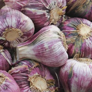 Purple Glazer Hardy Garlic Bulbs - 2 Non-GMO Bulbs for Fall Planting - Image 3