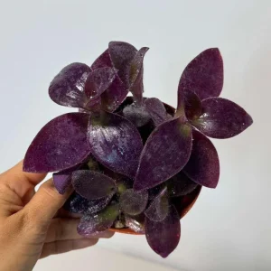Purple Heart Live Plant – Tradescantia pallida – 4 inch Pot – Indoor/Outdoor - Image 2