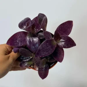 Purple Heart Live Plant – Tradescantia pallida – 4 inch Pot – Indoor/Outdoor - Image 3