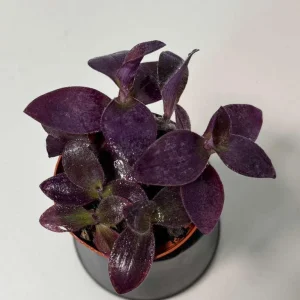 Purple Heart Live Plant – Tradescantia pallida – 4 inch Pot – Indoor/Outdoor - Image 6
