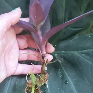 Purple Heart Wandering Jew Plant - Live Rooted Tradescantia Pallida - Indoor Houseplant - Image 6