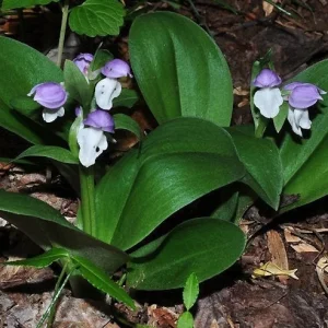 Purple Hooded Orchid (Galearis Spectabillis) Bare Root - 2 Pack, Outdoor Perennial - Image 2