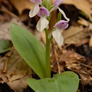 Purple Hooded Orchid (Galearis Spectabillis) Bare Root - 2 Pack, Outdoor Perennial - Image 3