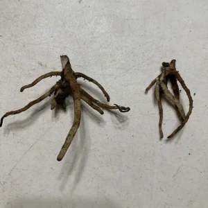 Purple Hooded Orchid (Galearis Spectabillis) Bare Root - 2 Pack, Outdoor Perennial - Image 4