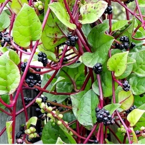Purple Malabar Spinach Live Plant – 4 Inch Pot – Edible Climbing Vine - Image 3