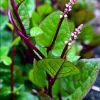 Purple Malabar Spinach Live Plant – 4 Inch Pot – Edible Climbing Vine - Image 1