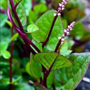 Purple Malabar Spinach Live Plant – 4 Inch Pot – Edible Climbing Vine - Image 1