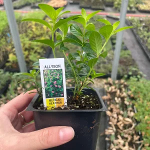 Purple Mexican Heather Live Plant - 4 inch Pot, Evergreen Shrub, Attracts Pollinators - Image 3