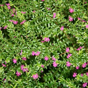 Purple Mexican Heather Live Plant - 4 inch Pot, Evergreen Shrub, Attracts Pollinators - Image 1