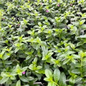 Purple Mexican Heather Live Plant - 4 inch Pot, Evergreen Shrub, Attracts Pollinators - Image 5