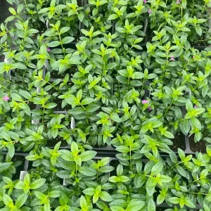 Purple Mexican Heather Live Plant - 4 inch Pot, Evergreen Shrub, Attracts Pollinators - Image 6