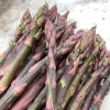 Purple Passion Asparagus Crowns - 75 Bare Root Plants - 2 Year - Zones 3-8 - Image 1
