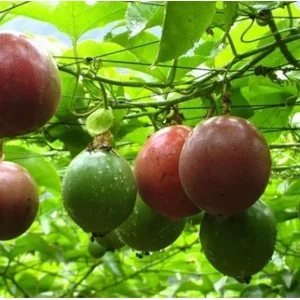 Purple Passion Fruit Live Plant – Half Gallon Pot – Outdoor Vine - Image 2