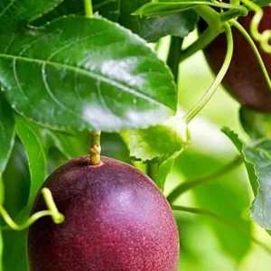 Purple Passion Fruit Live Plant – Half Gallon Pot – Outdoor Vine - Image 4