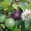Purple Passion Fruit Live Plant – Passiflora Edulis Self-Fertile Vine - Image 1