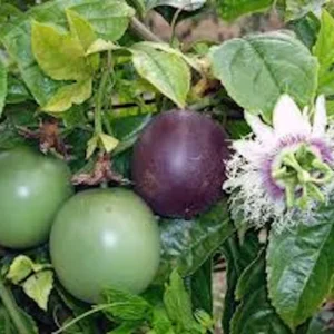 Purple Passion Fruit Live Plant – Passiflora Edulis Self-Fertile Vine - Image 1