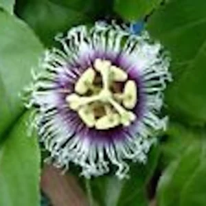 Purple Passion Fruit Live Plant - Passiflora Edulis Starter - Self-Fertile Vine - Image 4