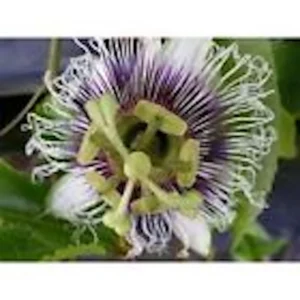 Purple Passion Fruit Live Plant – Passiflora Edulis Self-Fertile Vine - Image 5