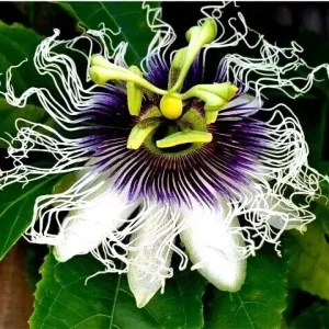 Purple Passion Fruit Seeds - Granadilla Passiflora Edulis Vine - 10 Seeds - Image 4