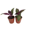 Purple Passion Gynura Live Plant - 2x 2" Potted Houseplants for Indoors - Image 1