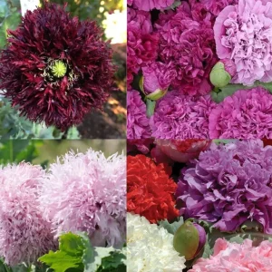 Purple Passion Poppy Seeds - Double Bloom Tall Poppies, Non-GMO, 500 Seeds for Outdoor Gardens - Image 1