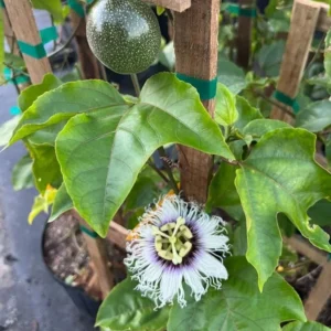 Purple Passionfruit Live Plant - 4-6" Tall - Passiflora edulis Vine - Image 2
