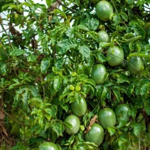Purple Passionfruit Live Plant - 4-6