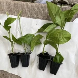 Purple Passionfruit Live Plant - 4-6