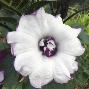 Purple People Eater Angel Trumpet Seeds - 5 Pack - Fragrant Double Blooms, Zones 9-10 - Image 2