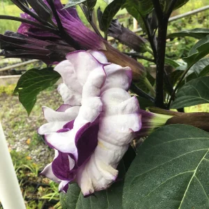 Purple People Eater Angel Trumpet Seeds - 5 Pack - Fragrant Double Blooms, Zones 9-10 - Image 4